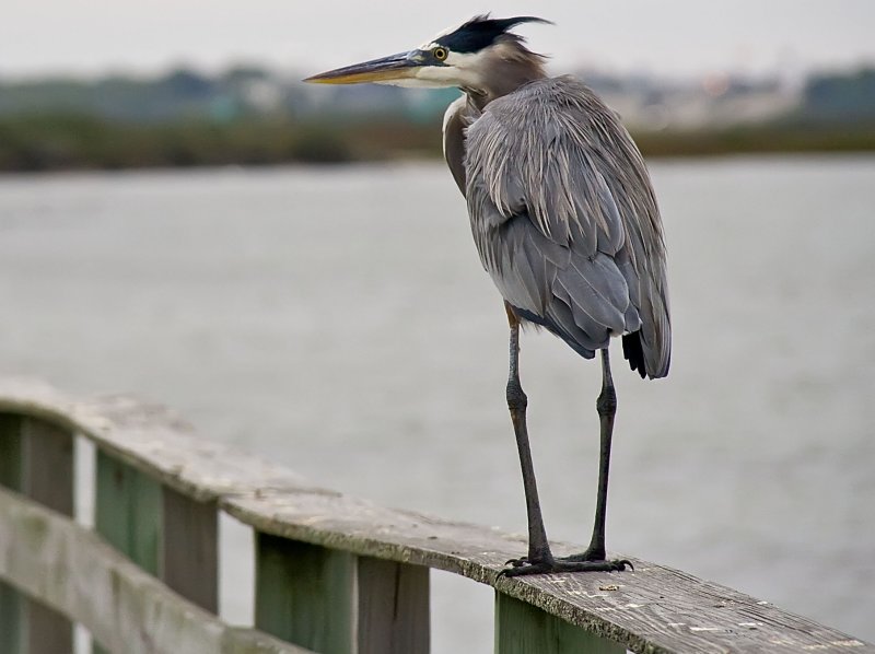 corpus christi, texas