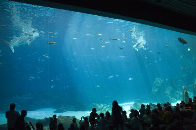 georgia aquarium
