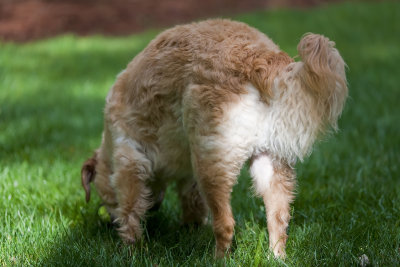 max (7 yrs)