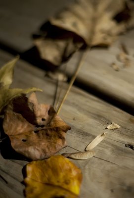 autumn leaves