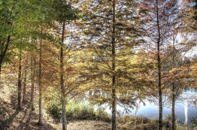 pickneyville park