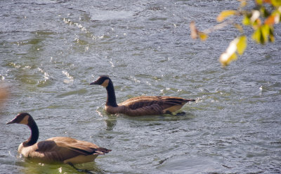 geese, the chattahoochee river national recreation area, jones bridge unit