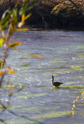 goose, the chattahoochee river national recreation area, jones bridge unit