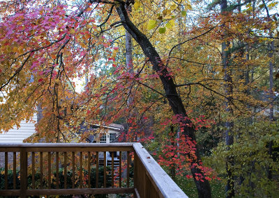 autumn leaves