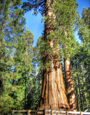 sequoia national park - 11/07