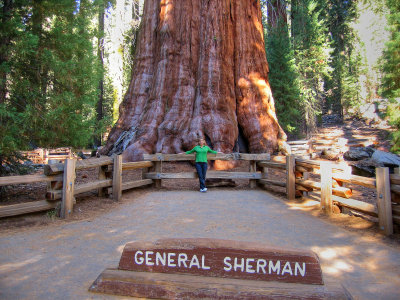 sequoia national park - 11/07