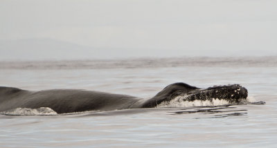 whale watching off the coast of maui - 3/08