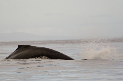 whale watching off the coast of maui - 3/08