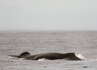 whale watching off the coast of maui - 3/08