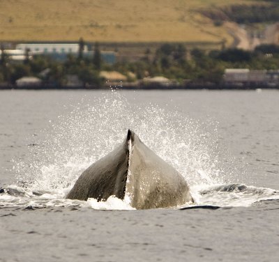 whale watching off the coast of maui - 3/08