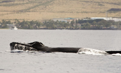 whale watching off the coast of maui - 3/08