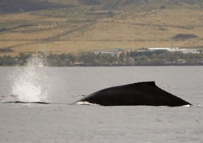 whale watching off the coast of maui - 3/08