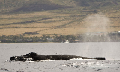 whale watching off the coast of maui - 3/08