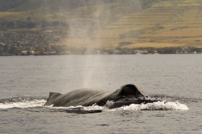 whale watching off the coast of maui - 3/08