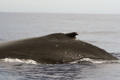 whale watching off the coast of maui - 3/08