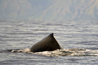 whale watching off the coast of maui - 3/08