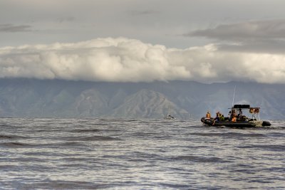 whale watching off the coast of maui - 3/08