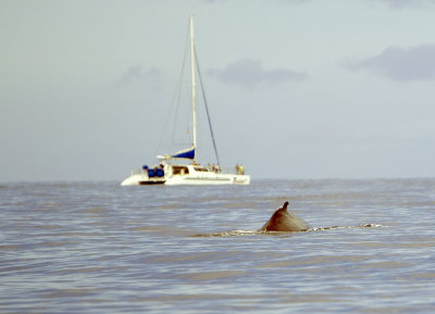 whale watching off the coast of maui - 3/08