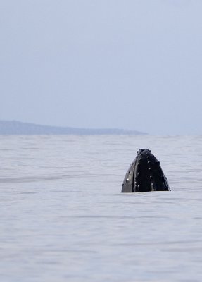 whale whale watching off the coast of maui - 3/08