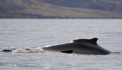 whale watching off the coast of maui - 3/08