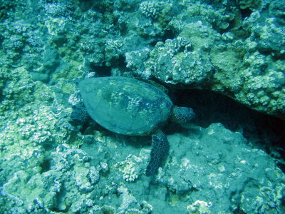 sea turtle