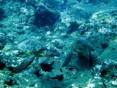 sea turtle