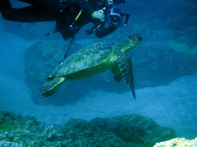 sea turtle