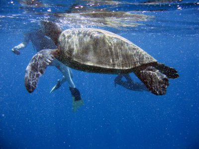 sea turtle