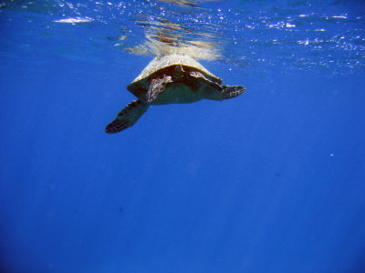 sea turtle