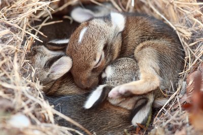 Baby Rabbits