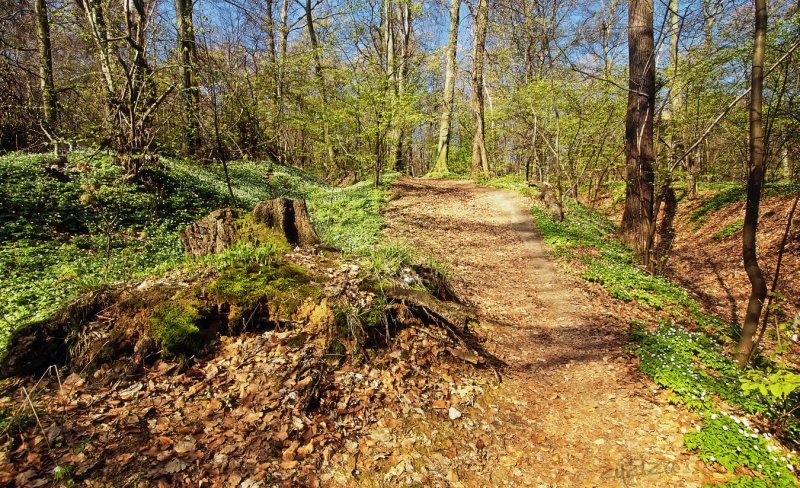 in a forest