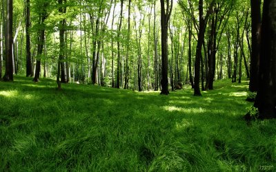 green dancing in a may forest