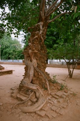 402 A tree hugging the ruins.jpg