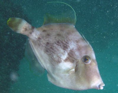 Porquinho