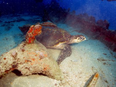 Tartauga!