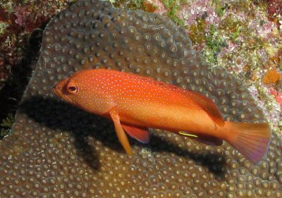 Pirana