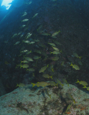 Cardume de Xiras