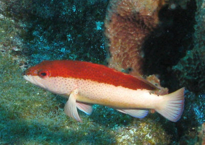 Pirana