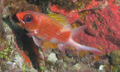 Jaguaria