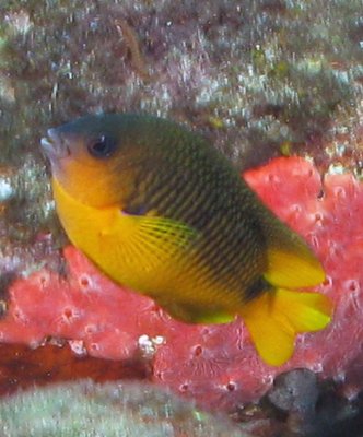 Donzelinha de Noronha