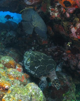 Tartaruga