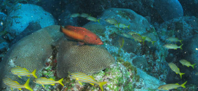 Pirauna e Xiras de Noronha