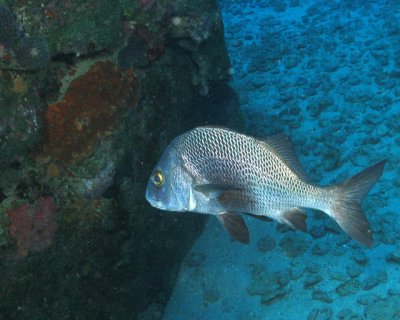 Sargo