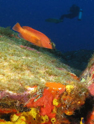 Pirauna