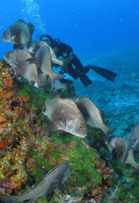 Cardume de Sargos