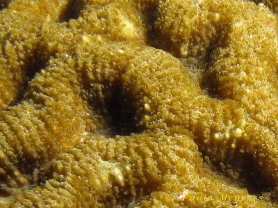 Detalhe coral cerebro.jpg
