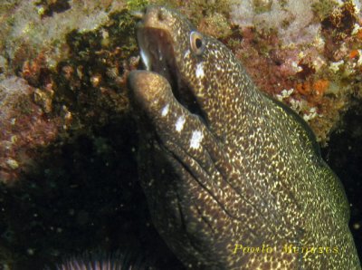 Moreia pintada.jpg