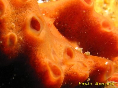 Esponja (Suberites aurantiacus?)