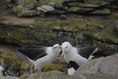 Albatross courting