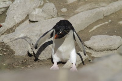 Rockhopper Penguin